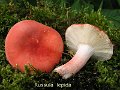 Russula lepida-amf1704